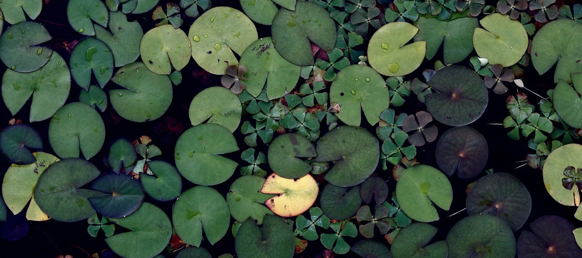Galuchat / Foto di StockSnap da Pixabay